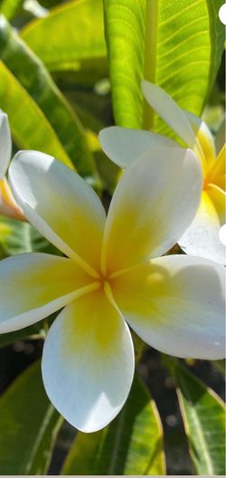 Plumeria Flor Blanca con Amarillo