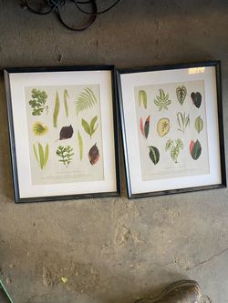 Ikea plant picture frames