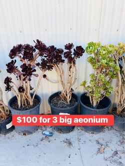 $100 for 3 tall 3F aeonium