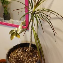 Different Plants For Sale