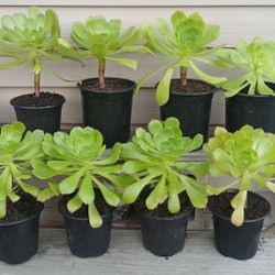 Aeonium Succulent Plants 🪴 $5 Each