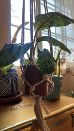 Plant