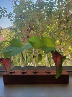 Plant Propigation Tube Stations