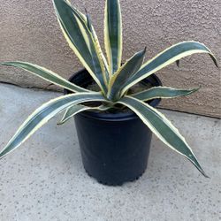 Agave Plant