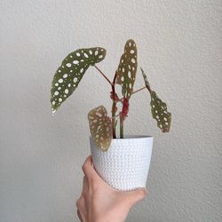 4” begonia maculata
