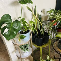 Plants For Sale 10 Each 