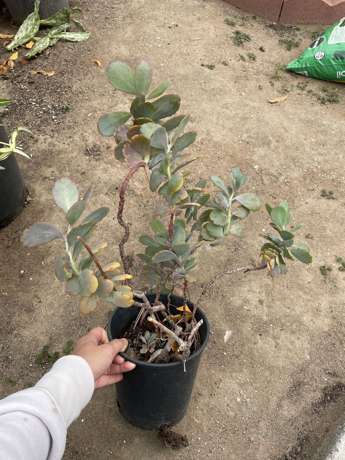 6in Pot Kalanchoe Scallop Lavender Succulent 