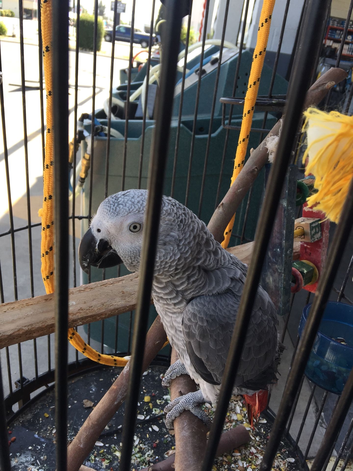 African gray parrot