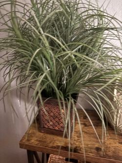 Decor shelf plant