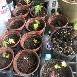 Japanese Maple Seedlings