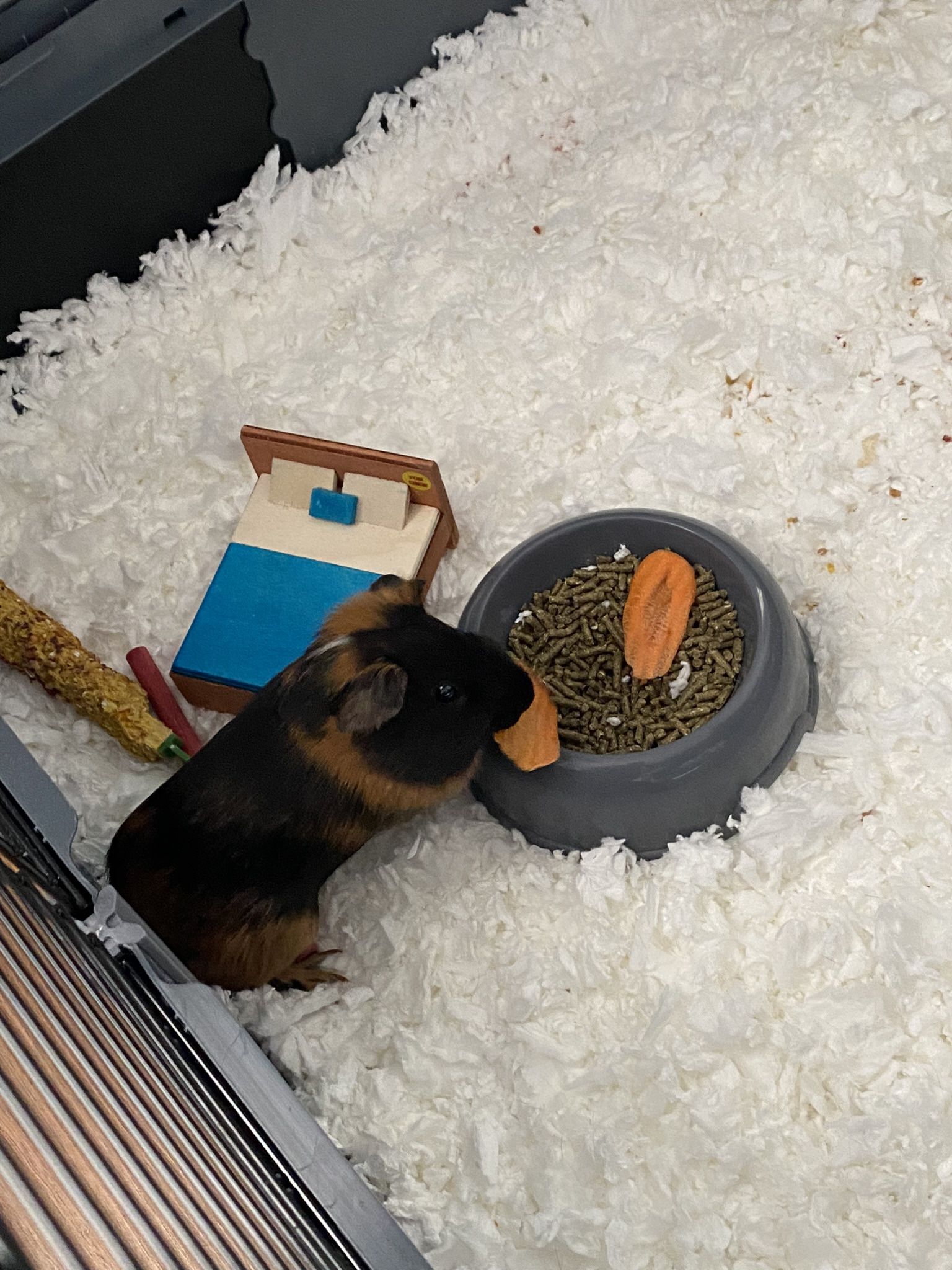Guinea Pig