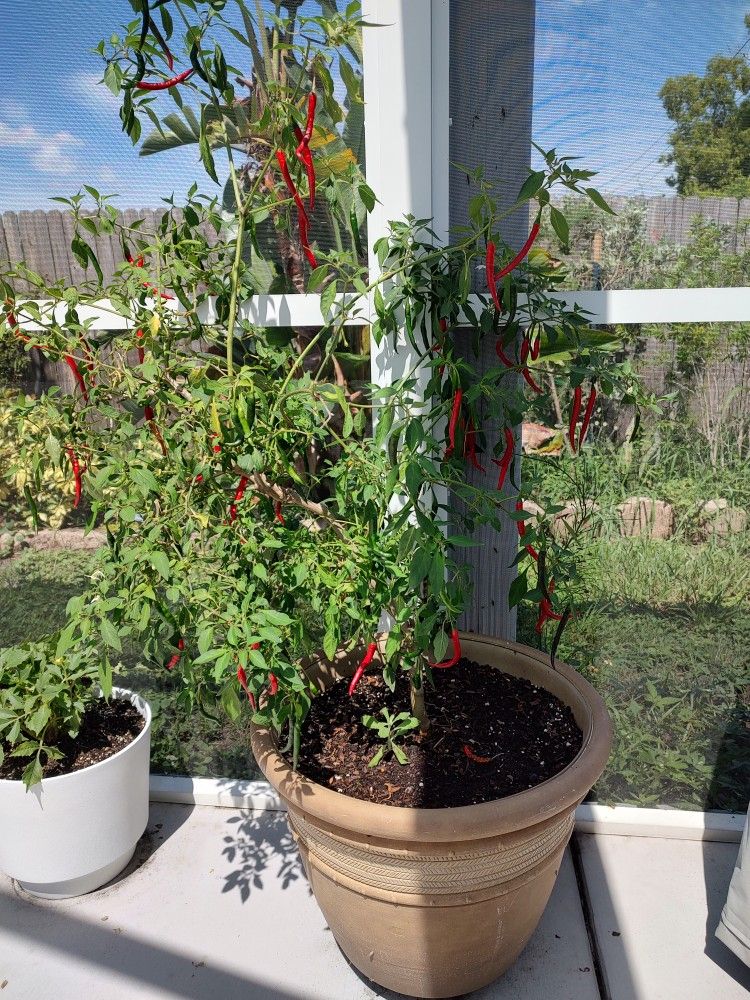 CHILI PEPPER PLANT