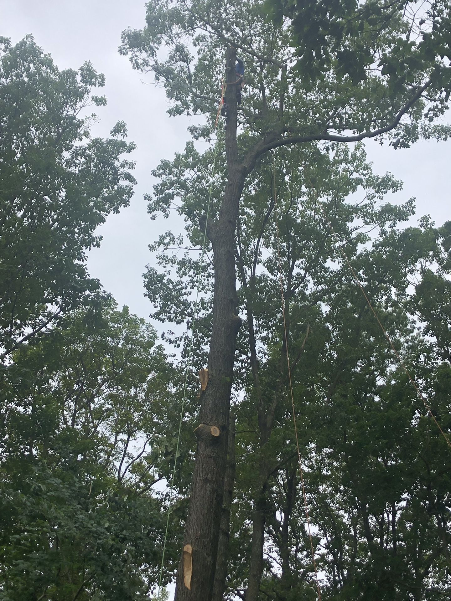 Cut of trees or only branches, Md, Virginia and Washington {contact info removed} call me for your free estimate