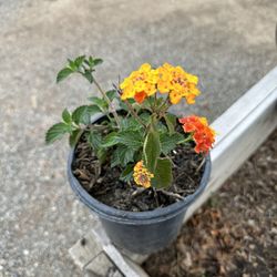 Lantana 