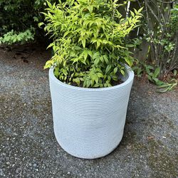Outdoor Potted Plant 