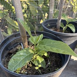 Passion Fruit Plants