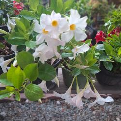 White Mandevilla