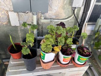 Plants for Sale