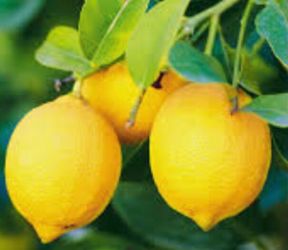 Lemon 🍋 plants