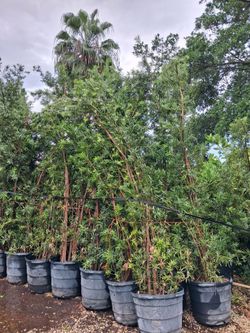 Large tall podocarpus privacy hedges