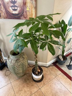 Live Tall Money Tree Plant almost 5 ft Tall with Hand Woven Plant Basket