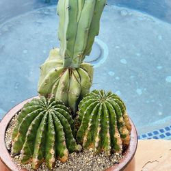 Two type of cactus (Easter Lilly Cactus & Myrtillocactus Geometrizans Cristata Crested