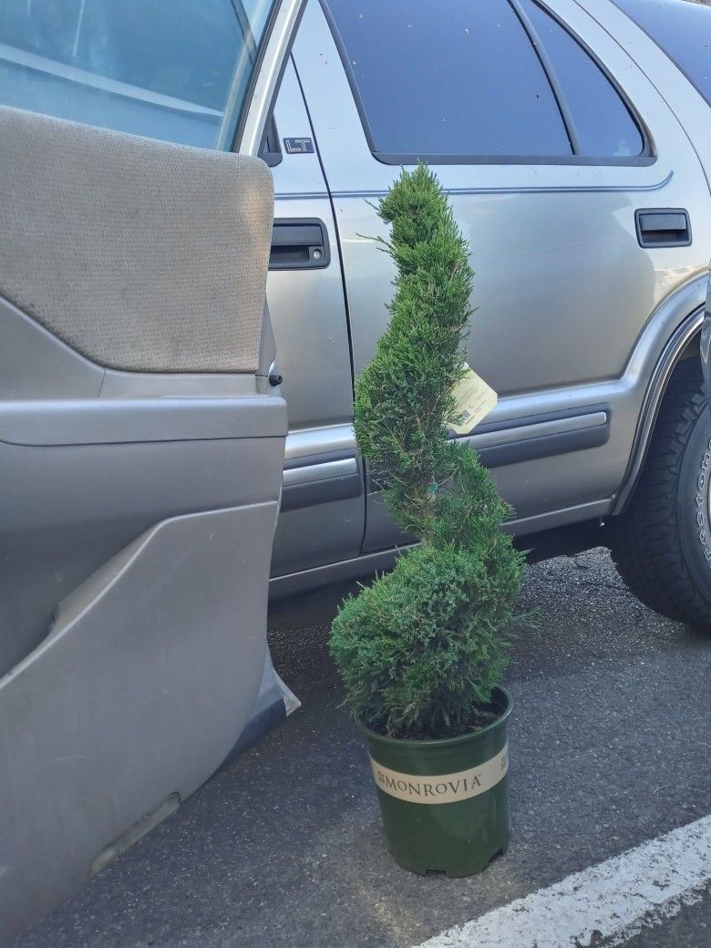 Monrovia Spiral Tree