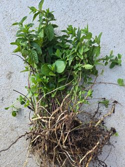 Plant