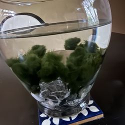Live Marimo Moss Balls