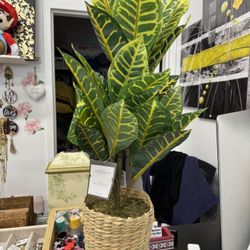 Threshold Flux Artificial Yellow Croton