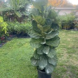 FIDDLE FIG LEAF (7 Gallon Pot 5 Ft Tall) Enhance the Aesthetic appeal of Interior and Improve Quality of Indoor Air. 