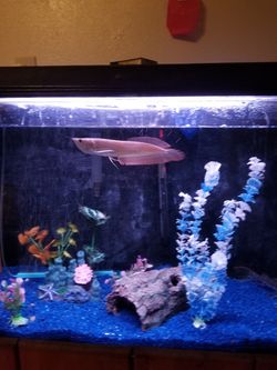 Fishtank