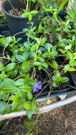 Periwinkle Or Vinca
