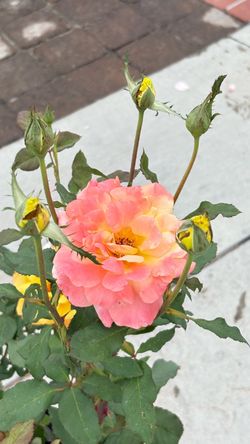Rio Samba Rose š¹ GIANT BLOOMS ⢠5 Gallon ⢠SUPER BLOOM