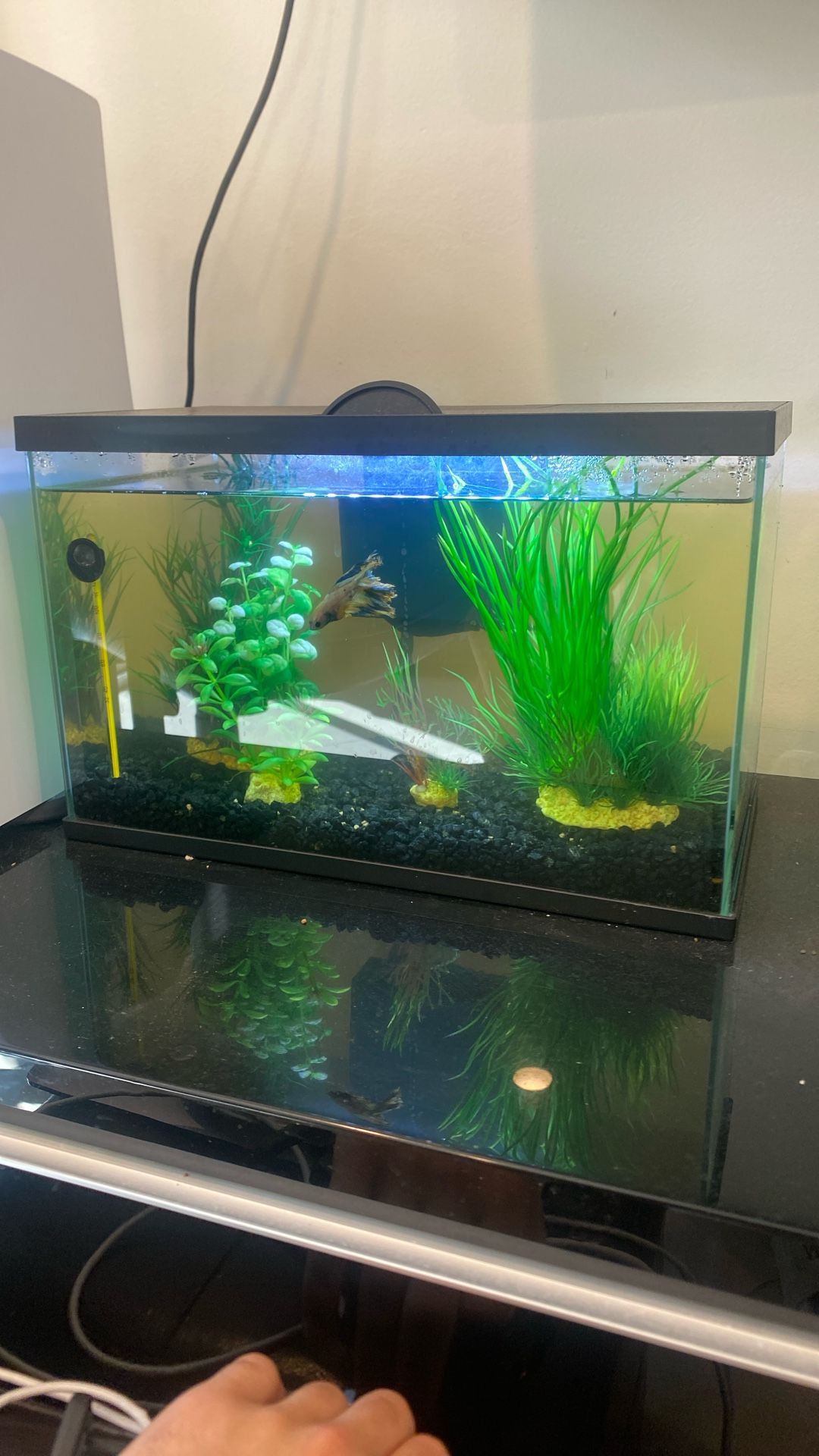 Fish Tank