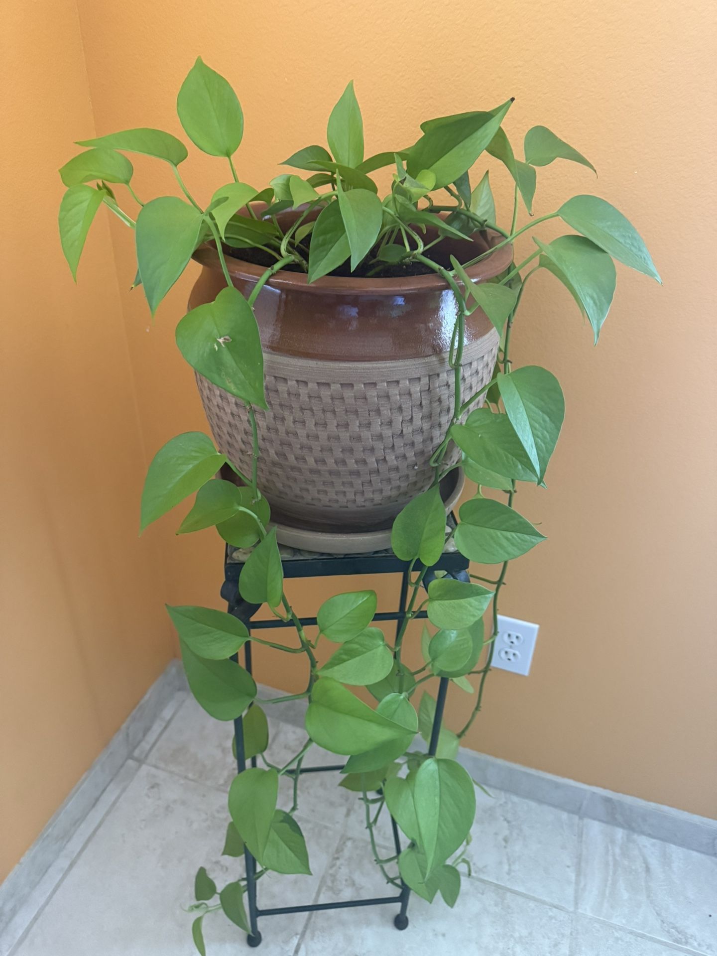 Real Long Trailing Neon Pothos House Plant in a Ceramic Planter Pot with Drainage