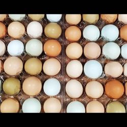 Organic Eggs