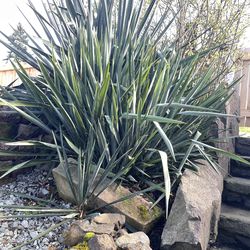 Yucca daughter plants