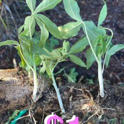 $1 Organic Yuca Cuttings or 20 cuttings for $15 very easy to grow and Harvest