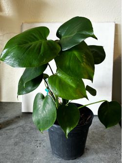 Monstera Deliciosa