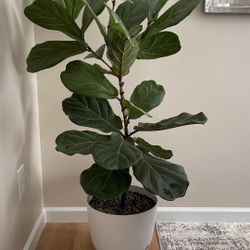 Fiddle Leaf  🌱  TREE