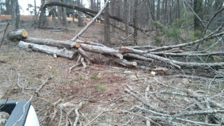 I CUT TREES