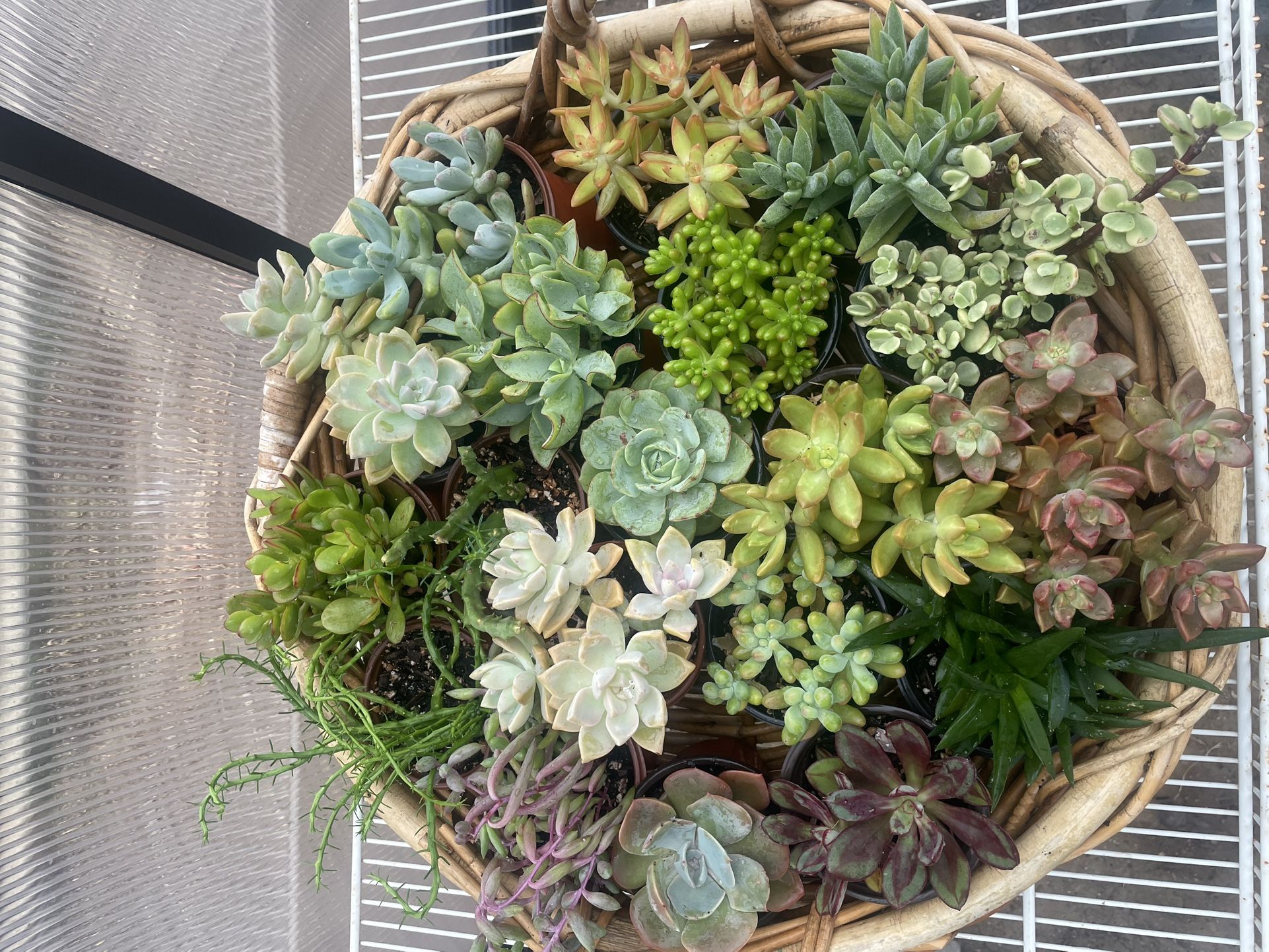 Succulent Plants (2.50$ Each Pot)