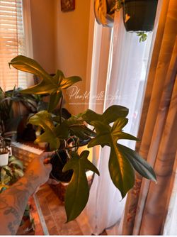 Philodendron Florida Green