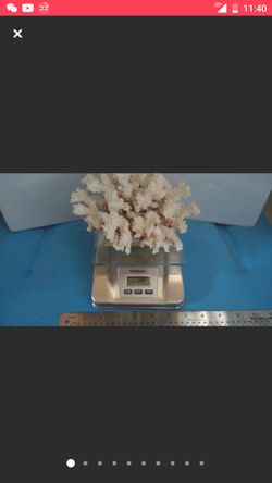 5 pieces , Natural White Sea/Ocean Coral Fossil Reef Aquarium Unique Displa