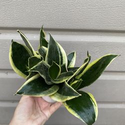 4” sansiveria 