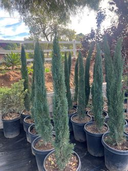 Dwarf Italian cypress (Tiny tower)