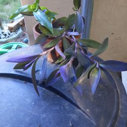 Tradescantia Purple 🟣 Queen 👑 with small Golden Mustache 