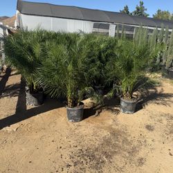 Pygmy Palms 3 Feet 14" Pots 