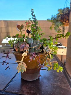 Decoration Suculents Plants Mix